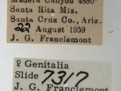 label view of adult Eutelia sp.