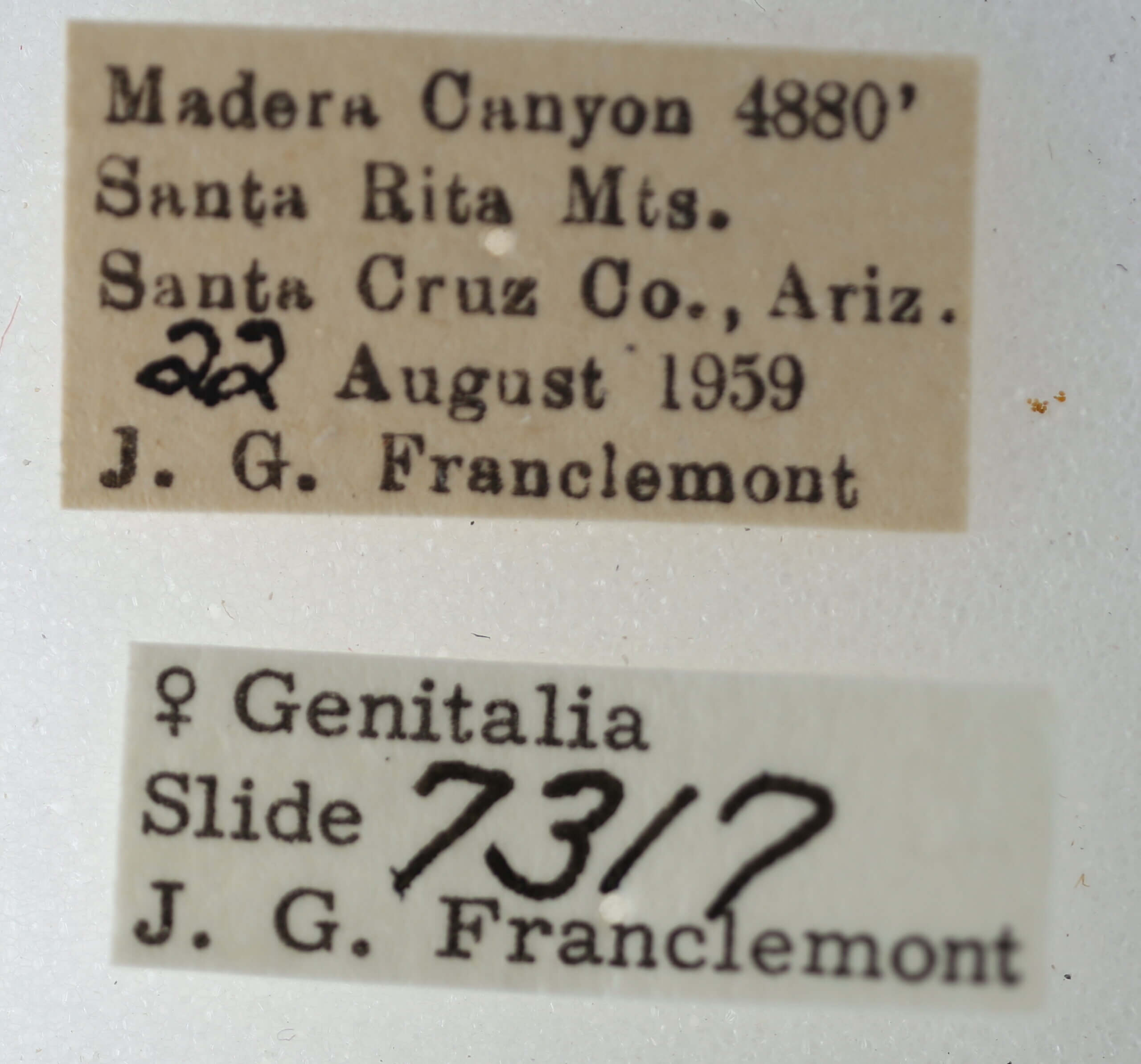 label view of adult Eutelia sp.