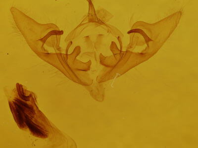 genitalia view of adult Abrostola ovalis