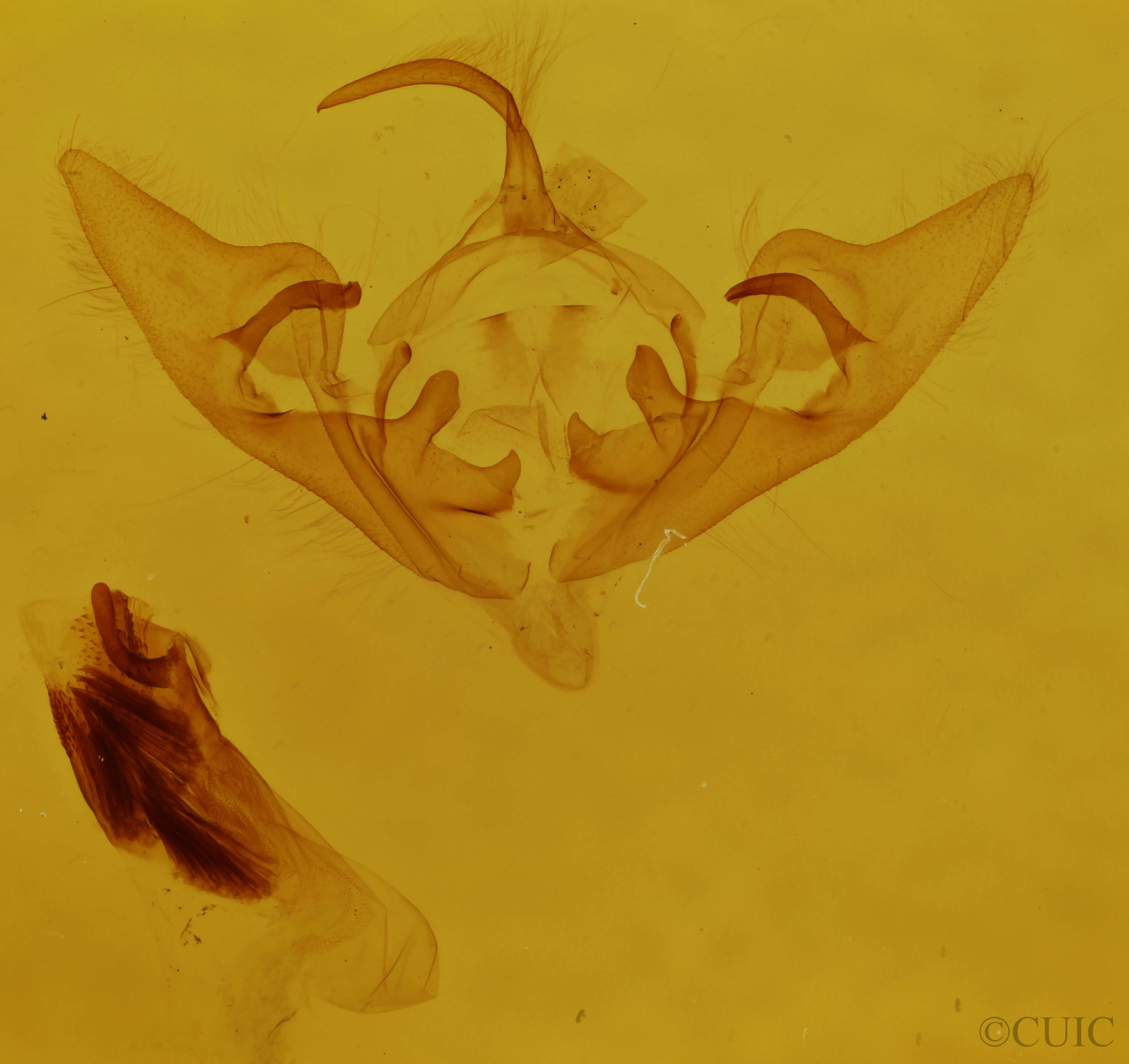 genitalia view of adult Abrostola ovalis