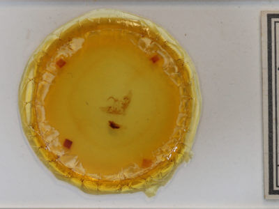 slide view of adult Abrostola ovalis