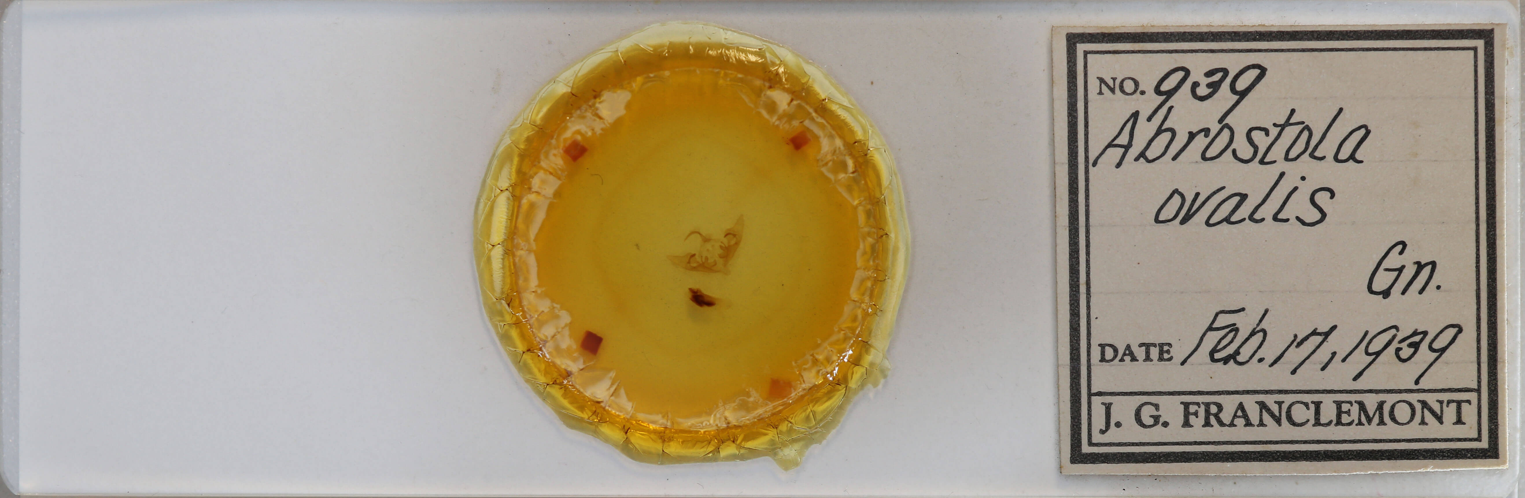 slide view of adult Abrostola ovalis