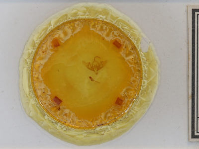 slide view of adult Abrostola urentis