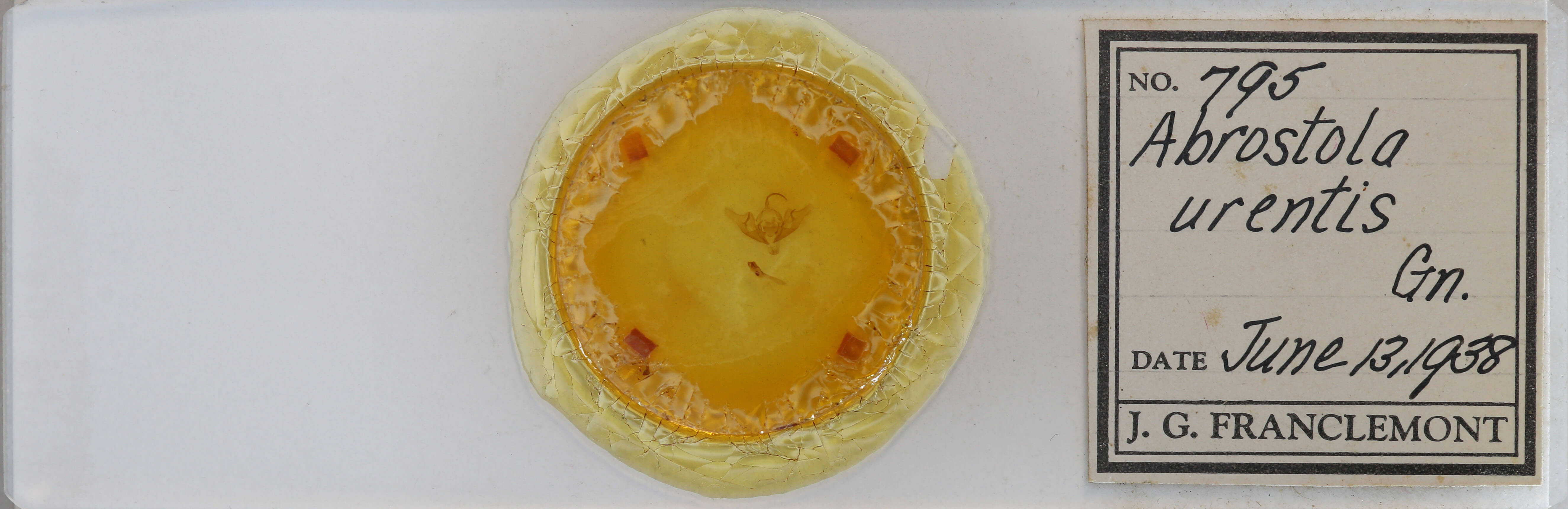 slide view of adult Abrostola urentis