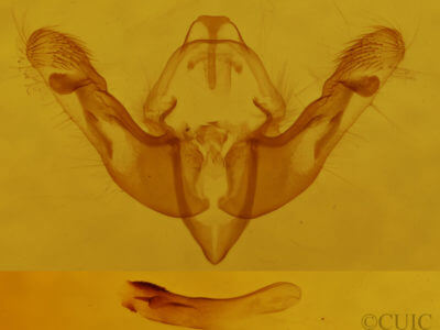 genitalia view of adult Achatodes zeae