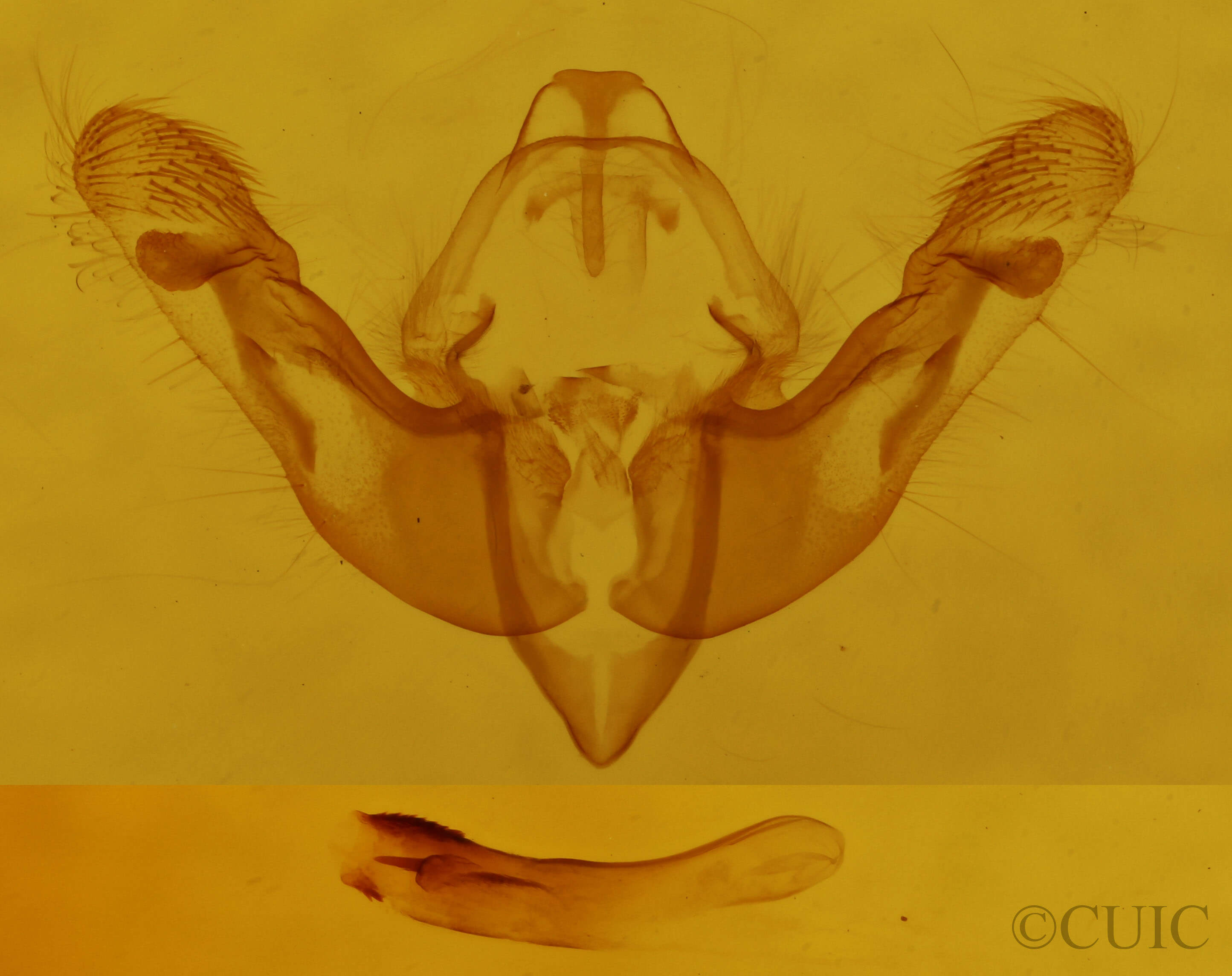 genitalia view of adult Achatodes zeae