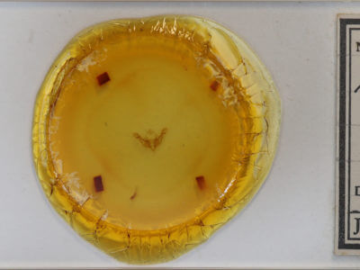 genitalia view of adult Achatodes zeae