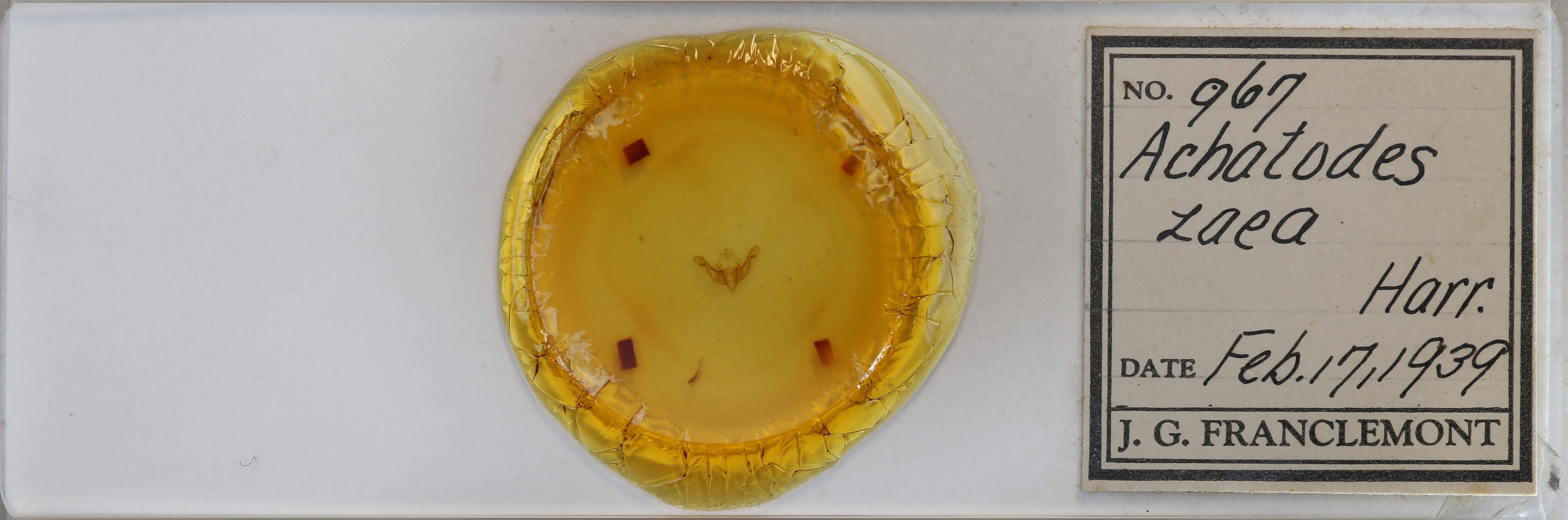 genitalia view of adult Achatodes zeae