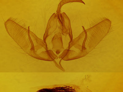 genitalia view of adult Acronicta dactylina