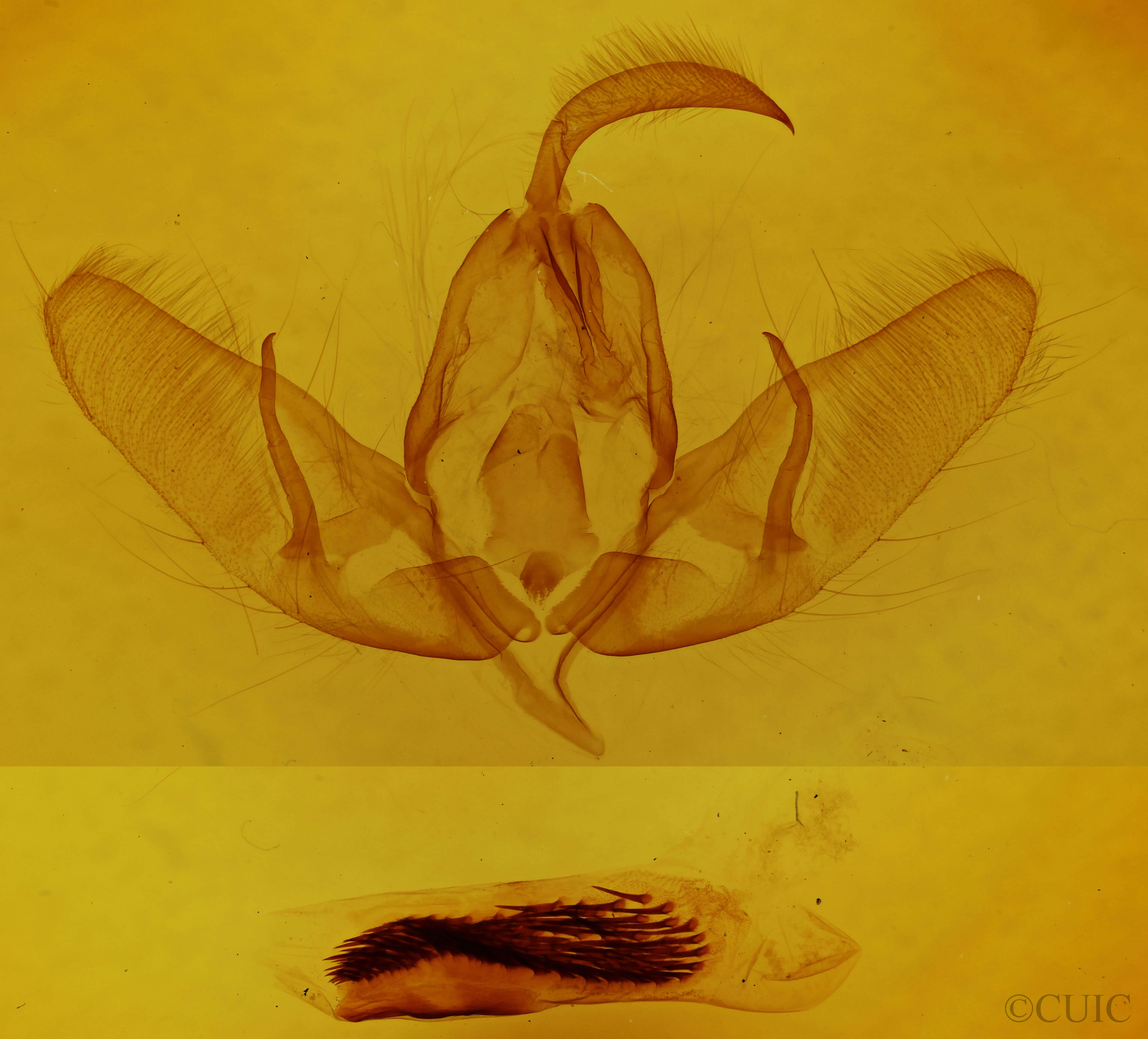 genitalia view of adult Acronicta dactylina