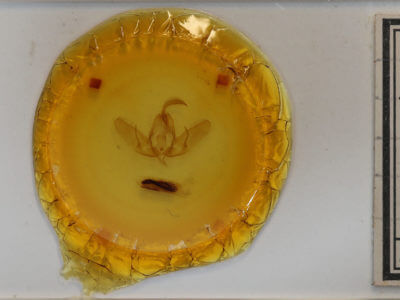 slide view of adult Acronicta dactylina