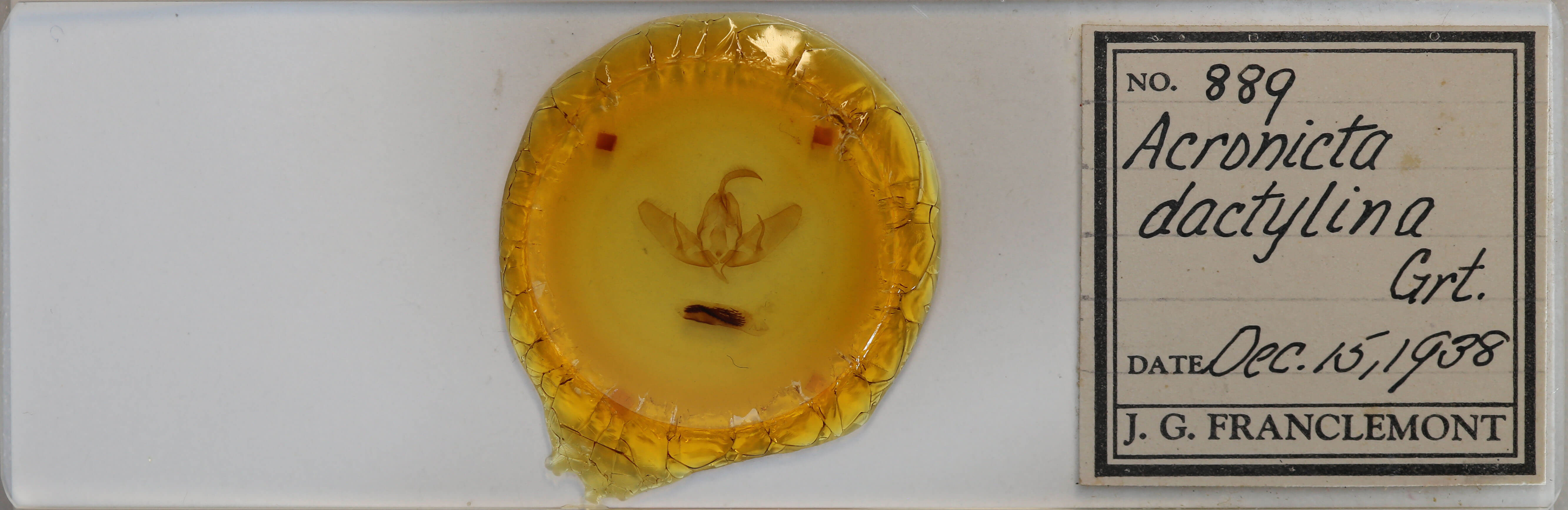 slide view of adult Acronicta dactylina