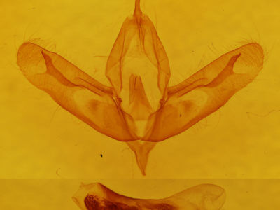 genitalia view of adult Acronicta haesitata