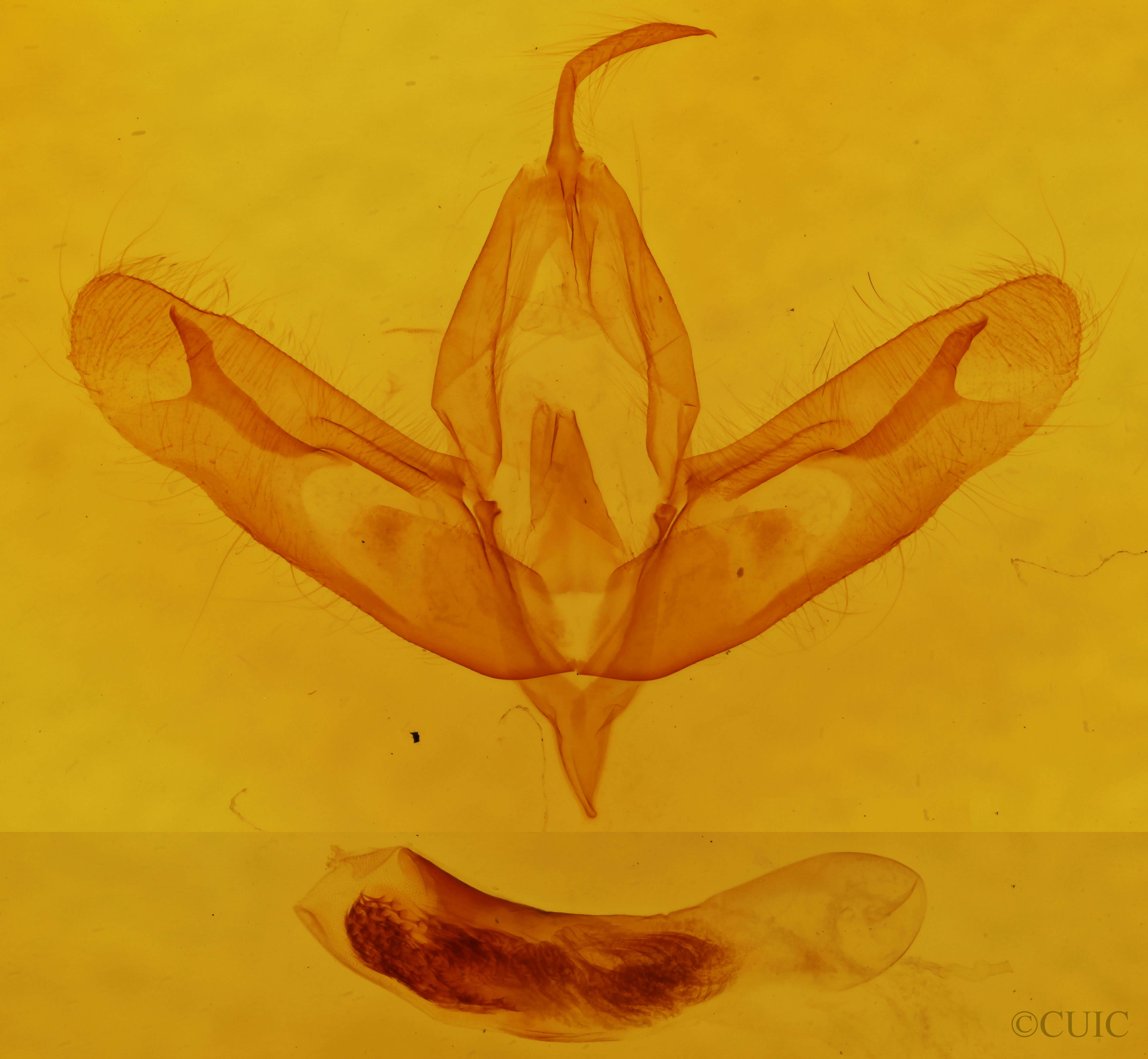 genitalia view of adult Acronicta haesitata