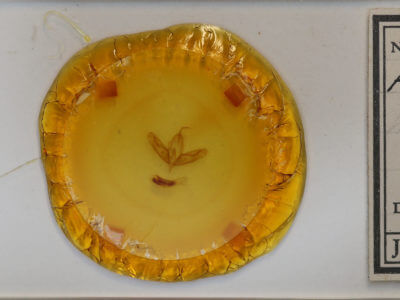 slide view of adult Acronicta haesitata