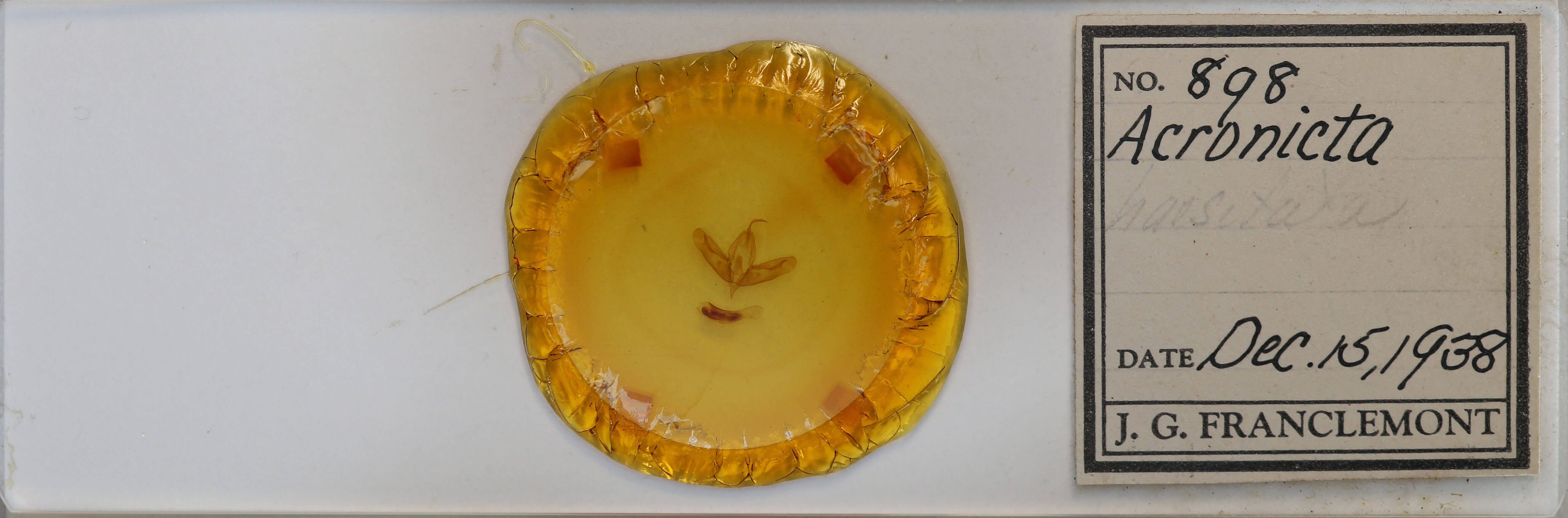 slide view of adult Acronicta haesitata