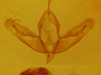 adult Acronicta increta