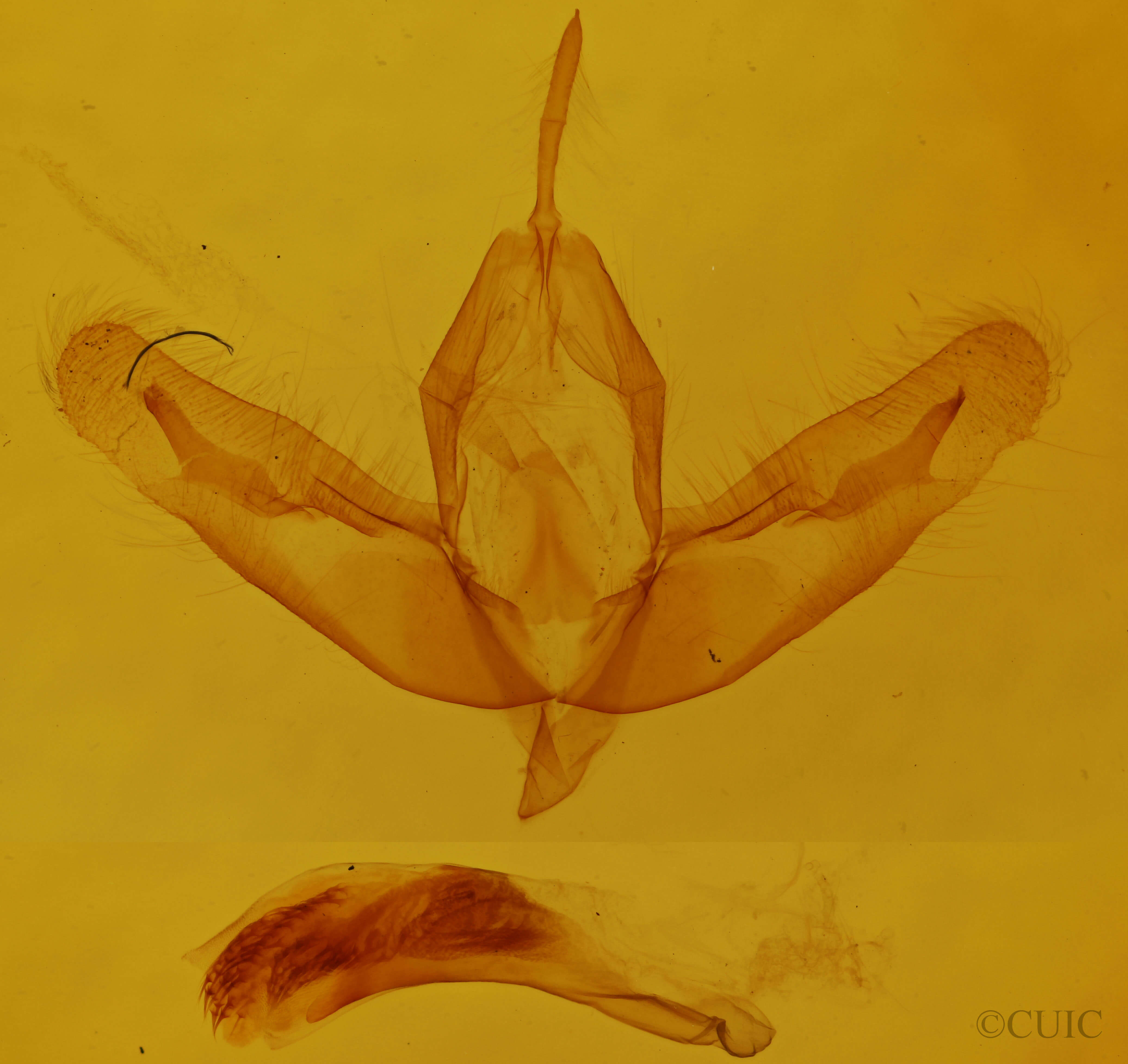 adult Acronicta increta