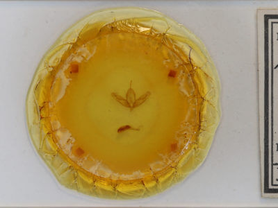 slide view of adult Acronicta increta