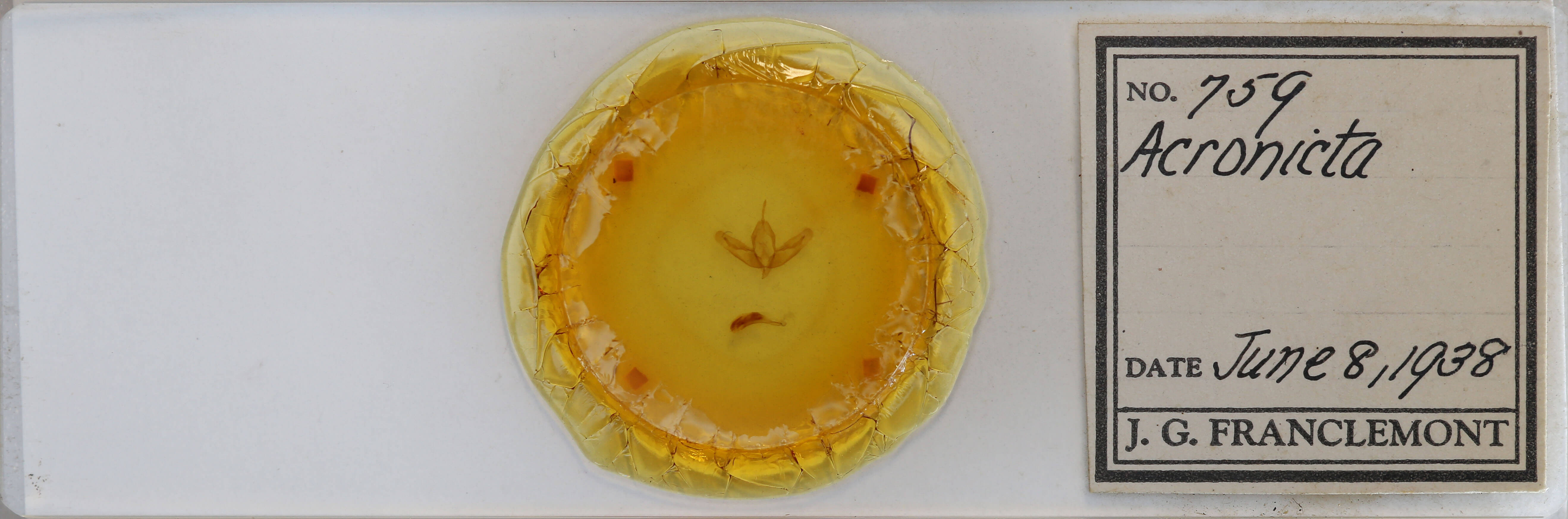 slide view of adult Acronicta increta