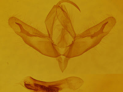 genitalia view of adult Acronicta increta