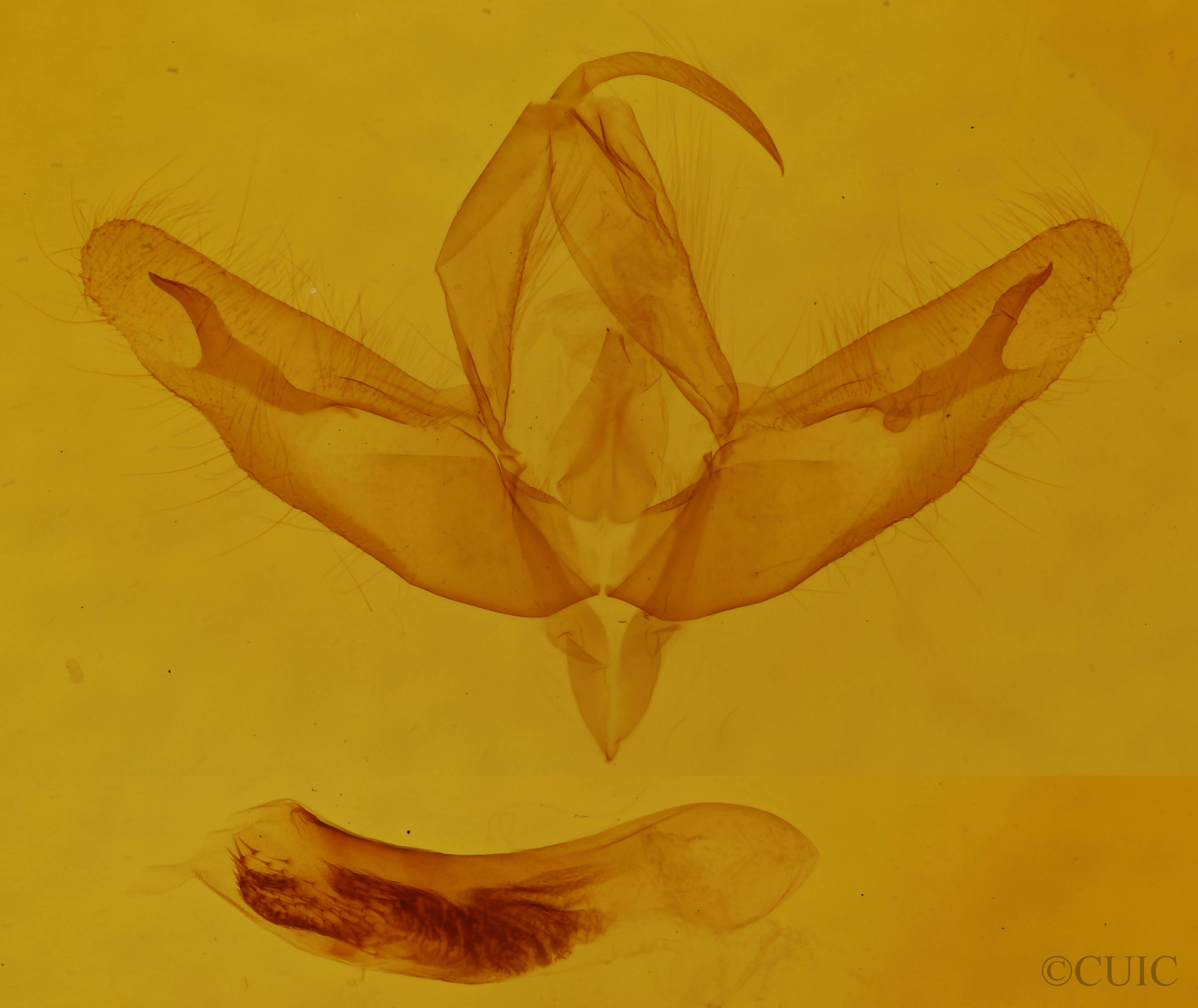 genitalia view of adult Acronicta increta