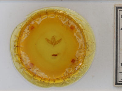 slide view of adult Acronicta increta