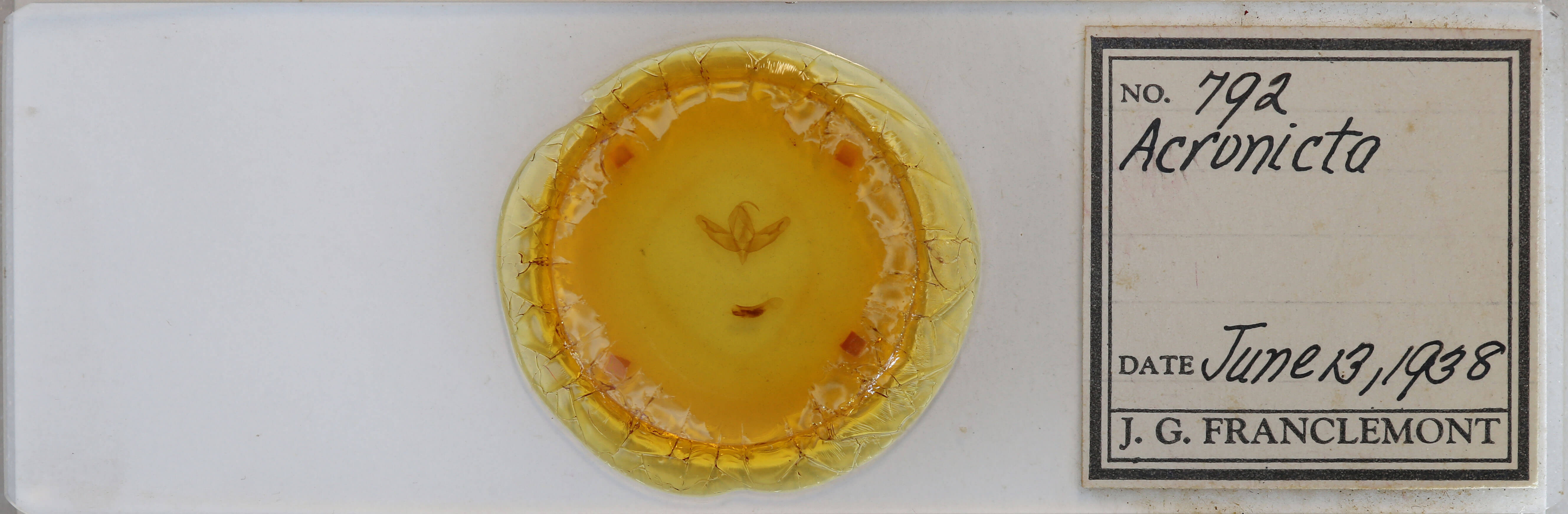 slide view of adult Acronicta increta