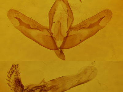 genitalia view of adult Acronicta increta