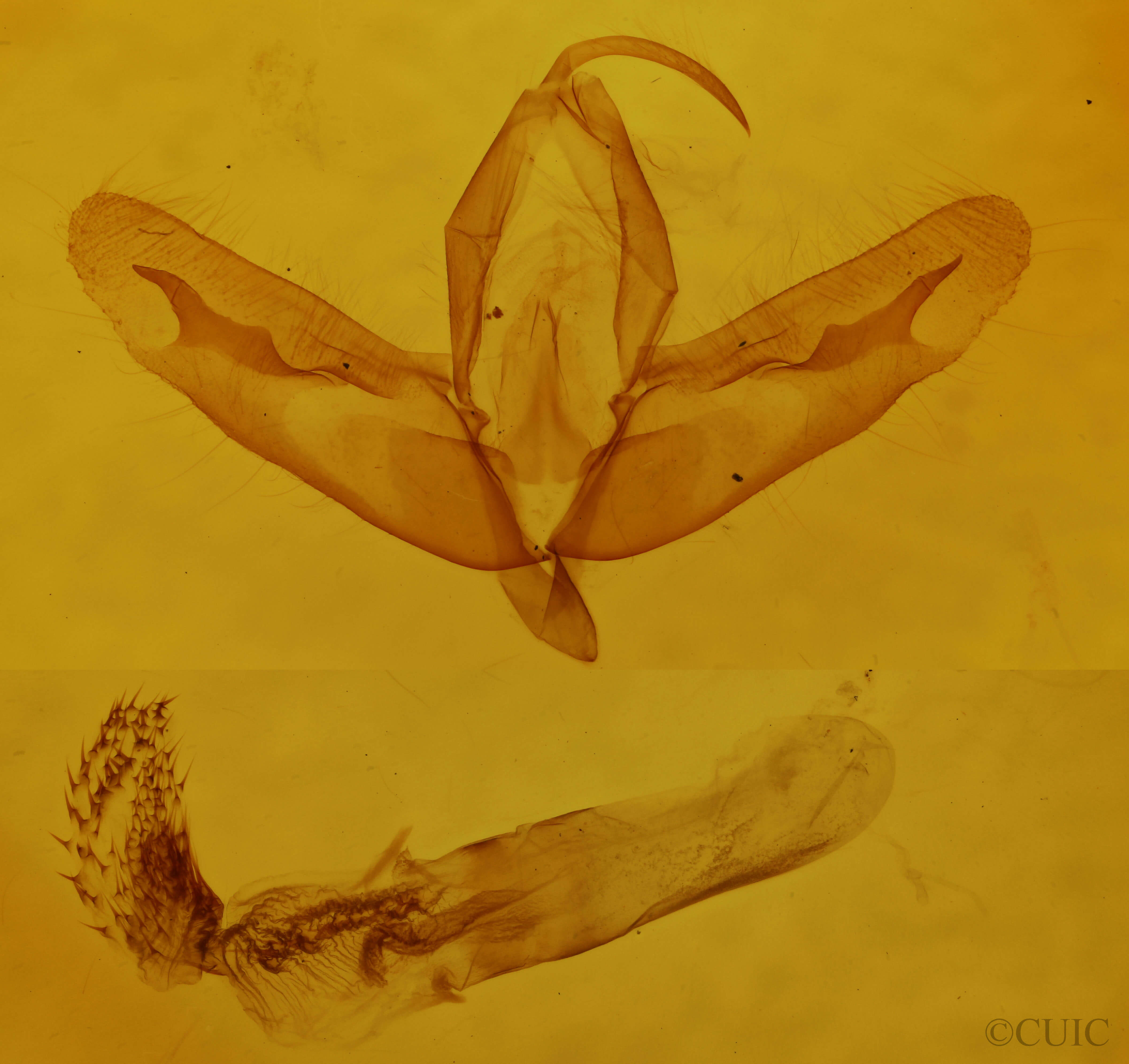 genitalia view of adult Acronicta increta