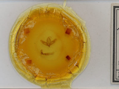 slide view of adult Acronicta increta