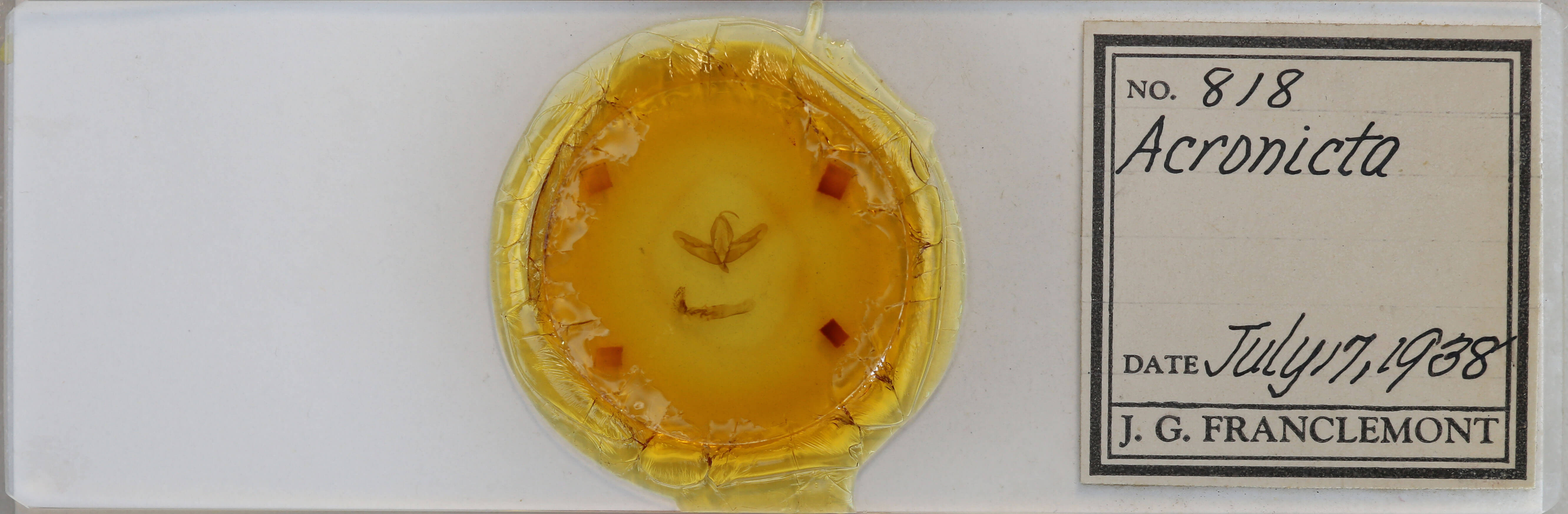 slide view of adult Acronicta increta