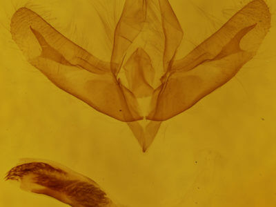 genitalia view of adult Acronicta increta