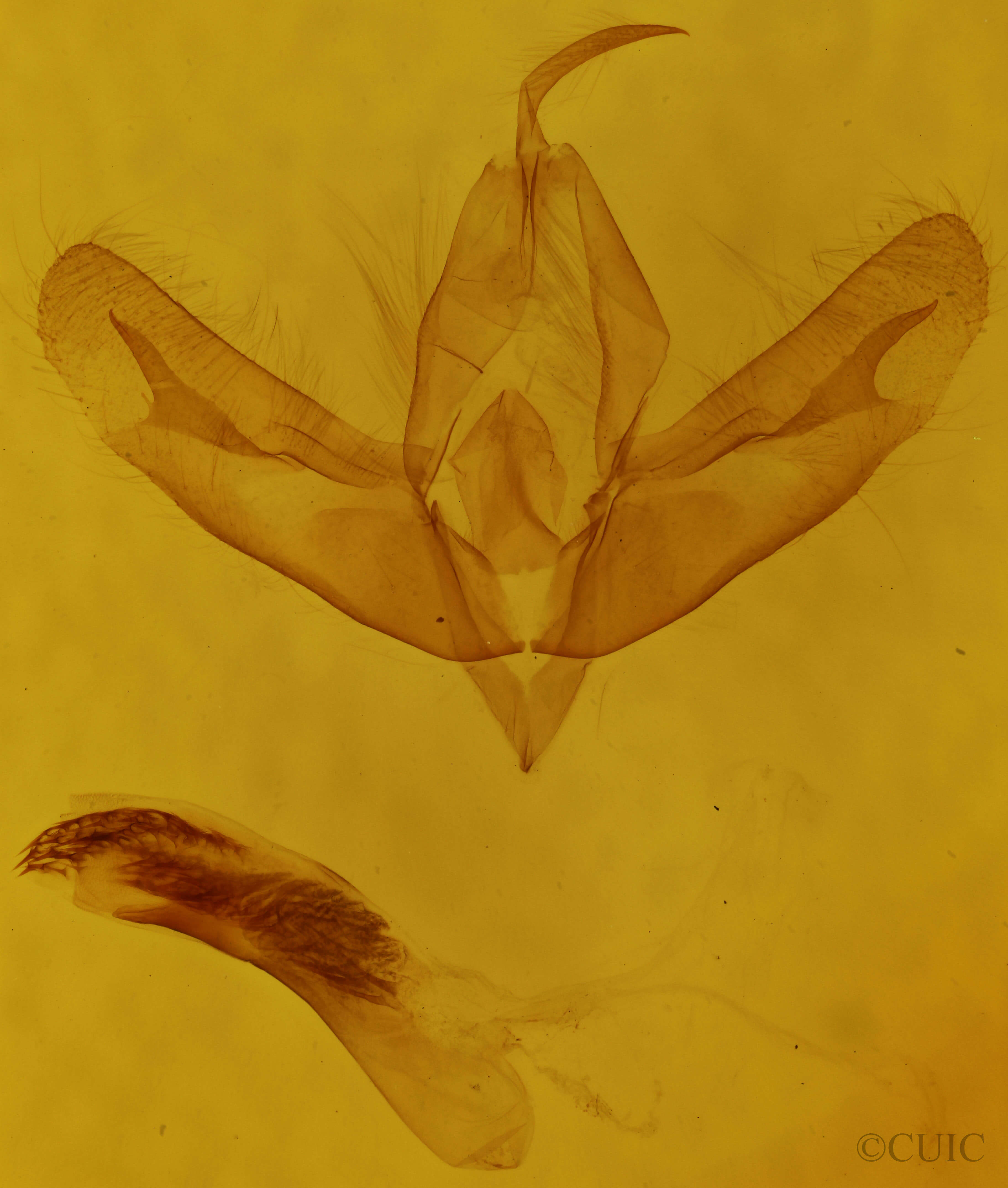 genitalia view of adult Acronicta increta