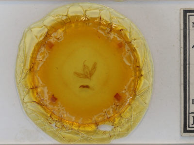 slide view of adult Acronicta increta