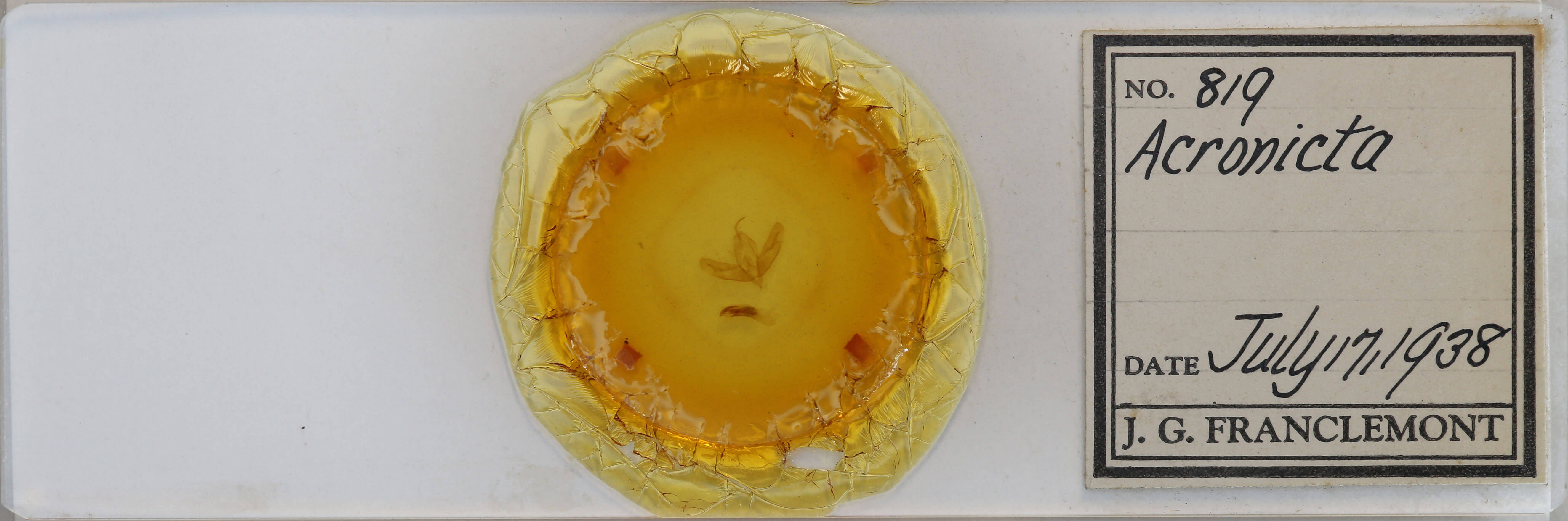 slide view of adult Acronicta increta