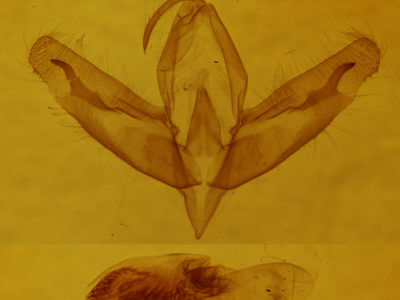 genitalia view of adult Acronicta increta