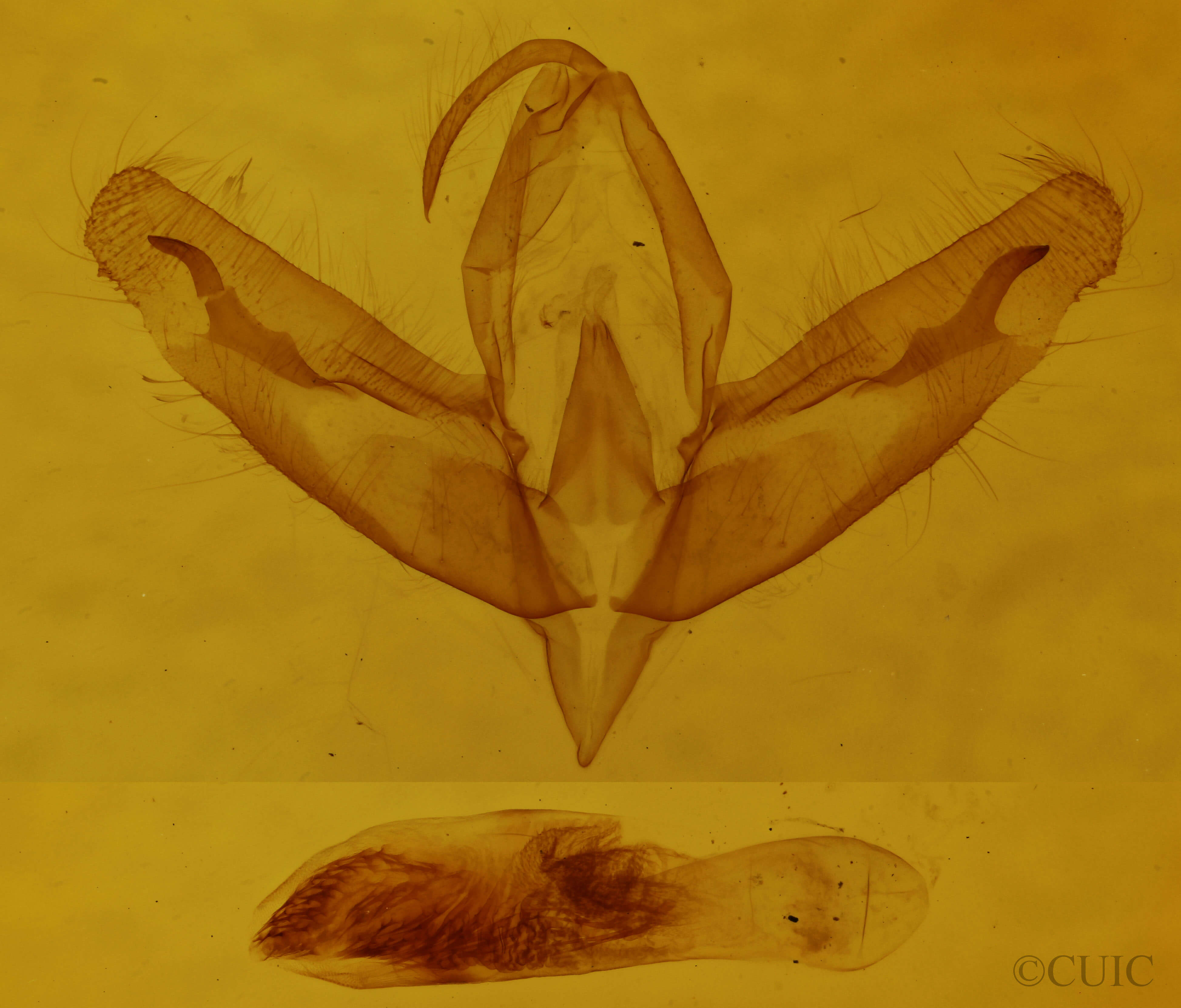 genitalia view of adult Acronicta increta