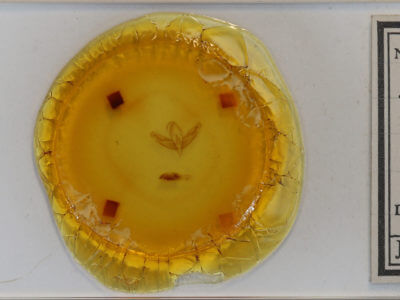 slide view of adult Acronicta increta