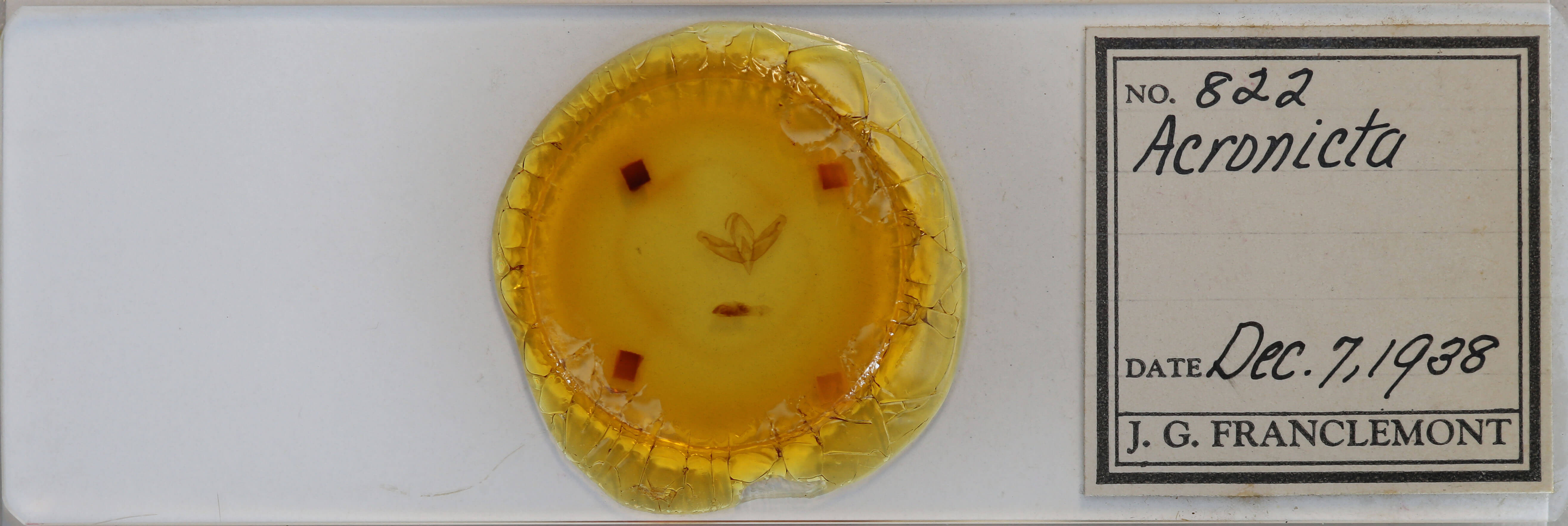 slide view of adult Acronicta increta