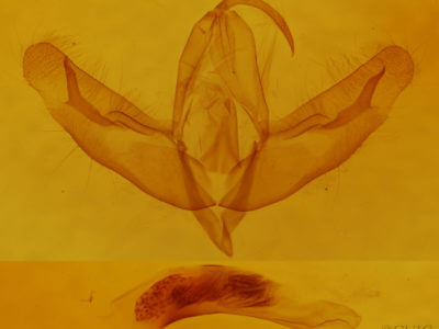 genitalia view of adult Acronicta increta