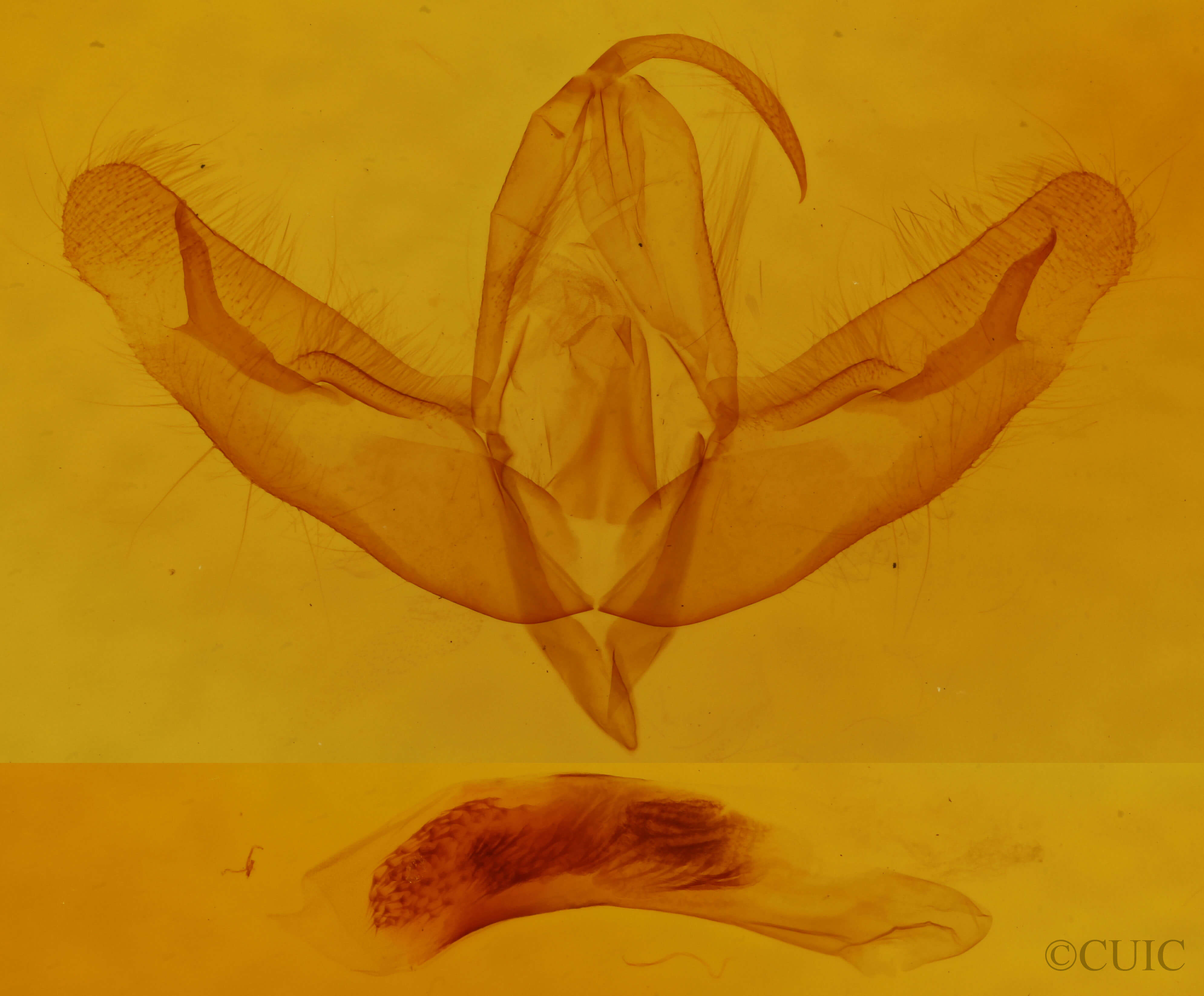 genitalia view of adult Acronicta increta
