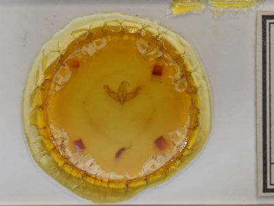 slide view of adult Acronicta increta