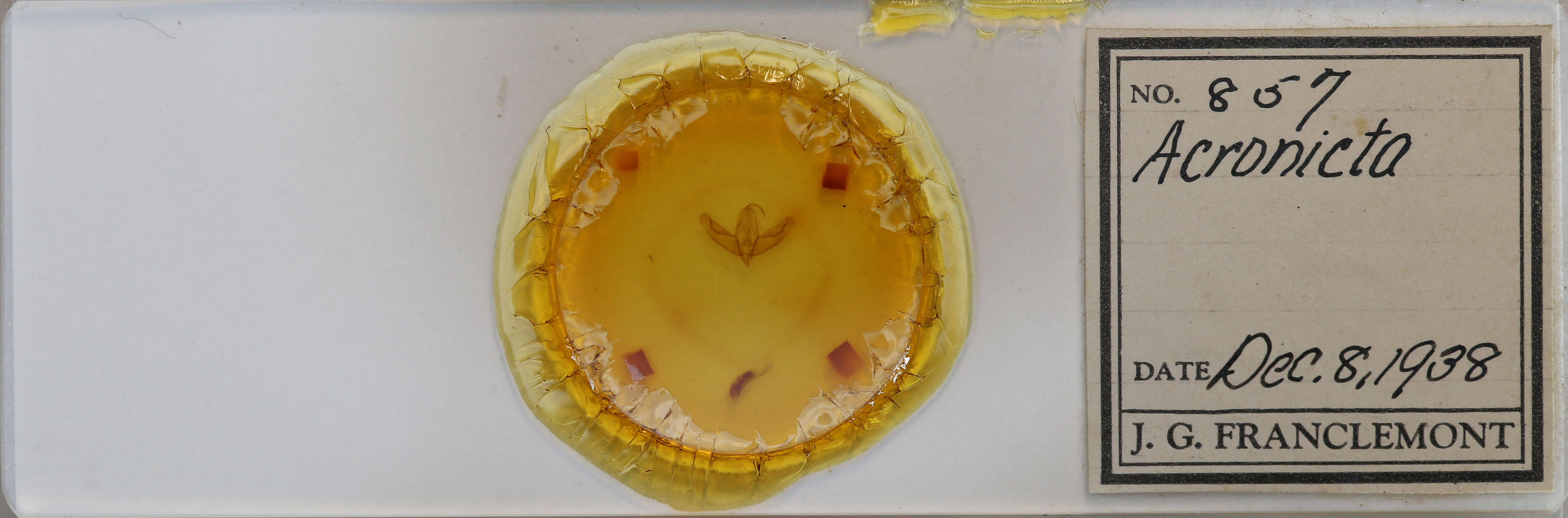 slide view of adult Acronicta increta