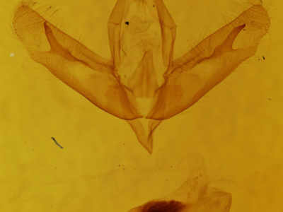 genitalia view of adult Acronicta increta