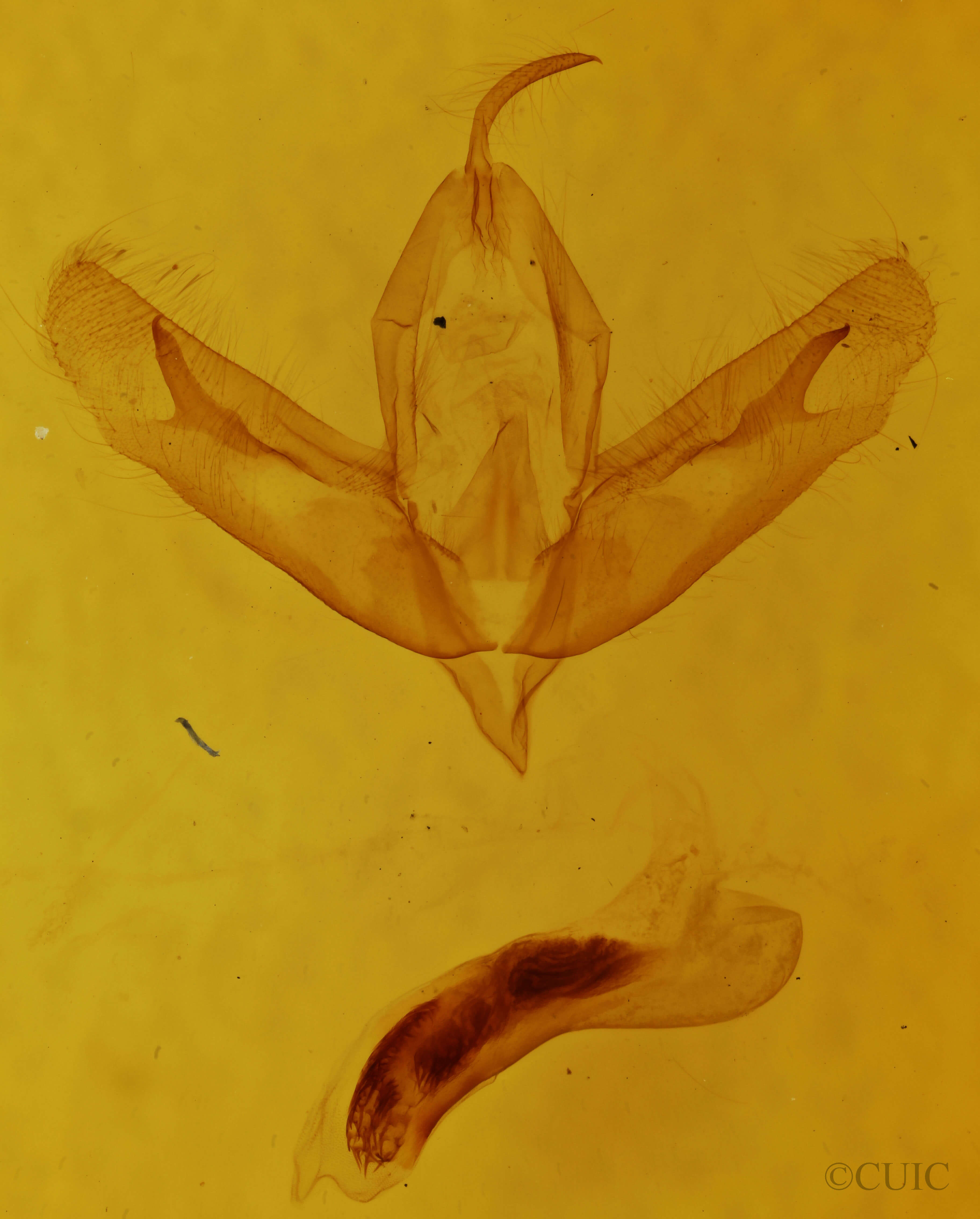genitalia view of adult Acronicta increta