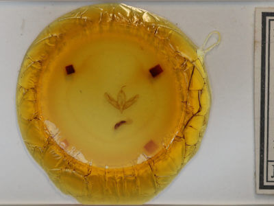 slide view of adult Acronicta increta