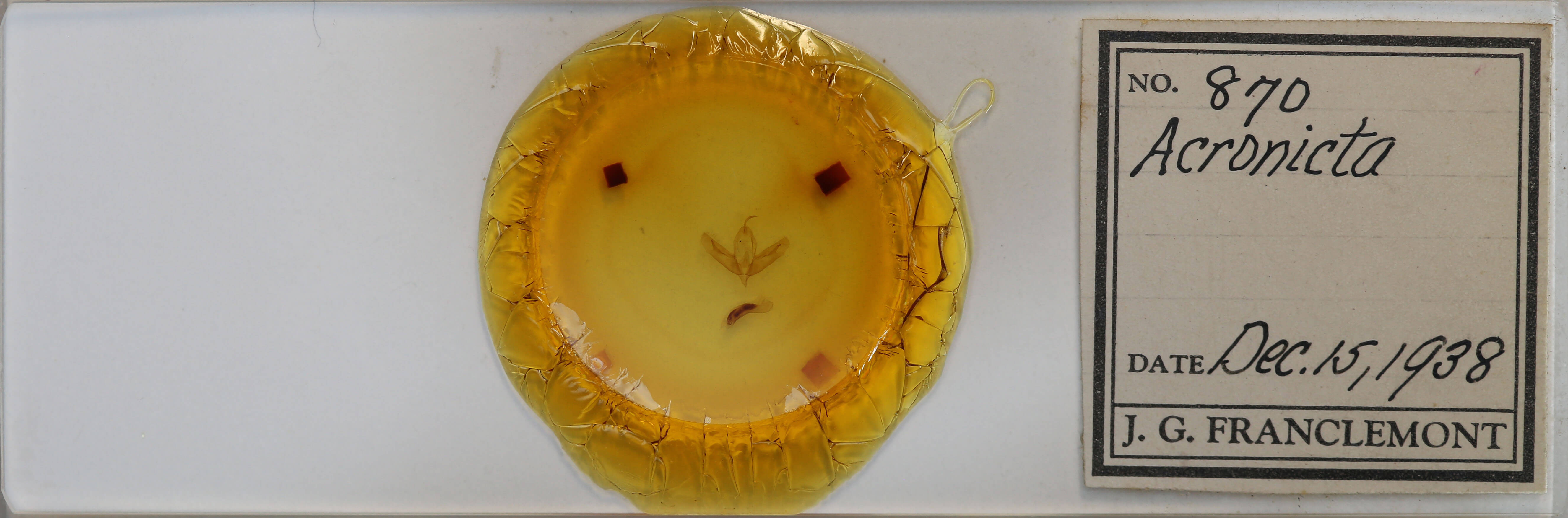 slide view of adult Acronicta increta