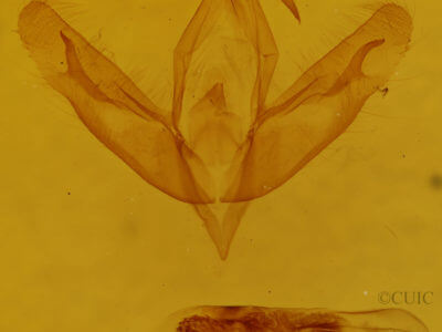 genitalia view of adult Acronicta increta
