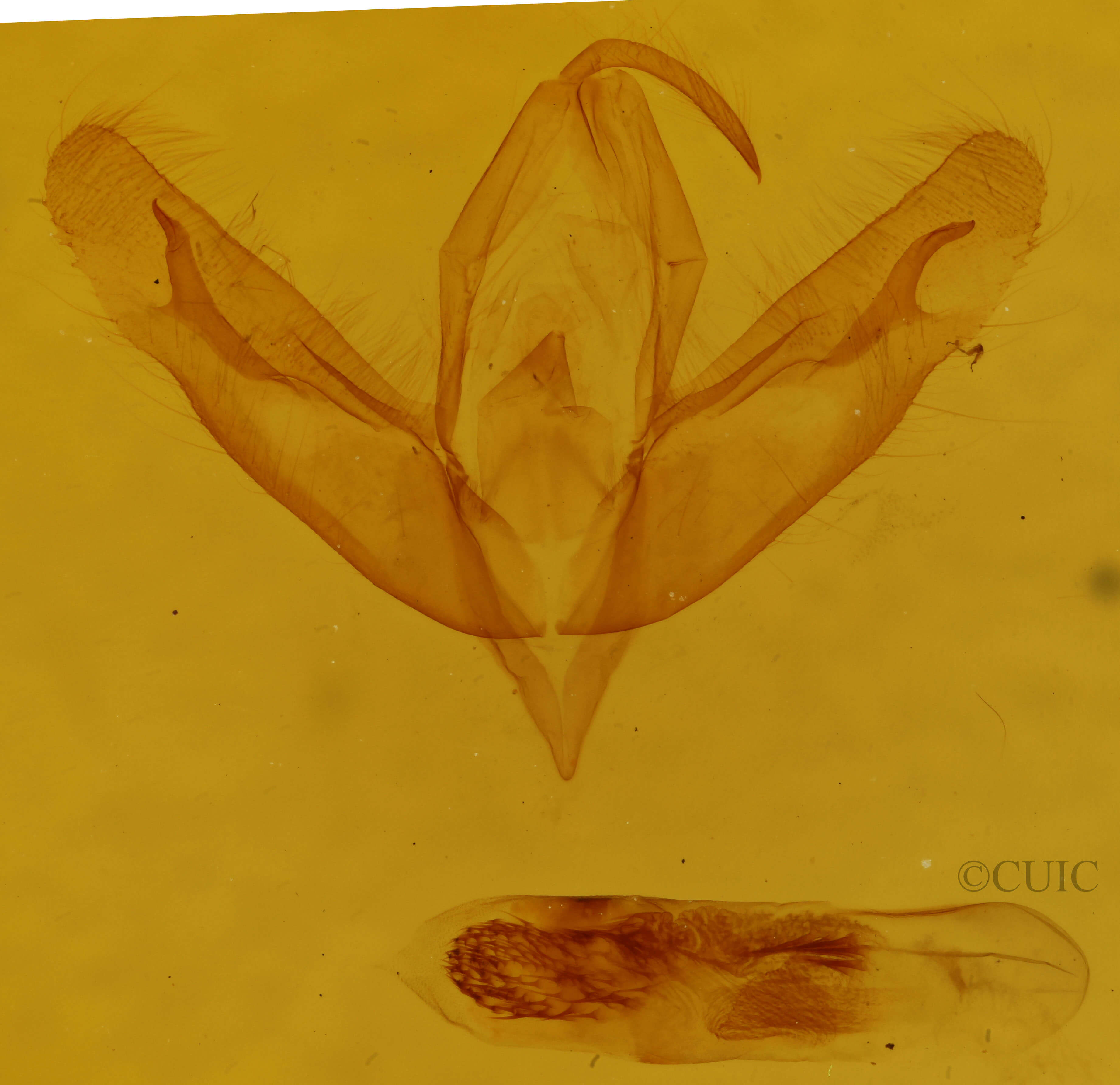 genitalia view of adult Acronicta increta